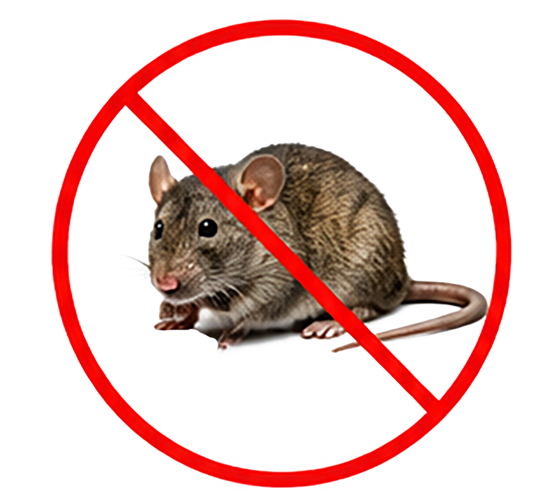 Rodents