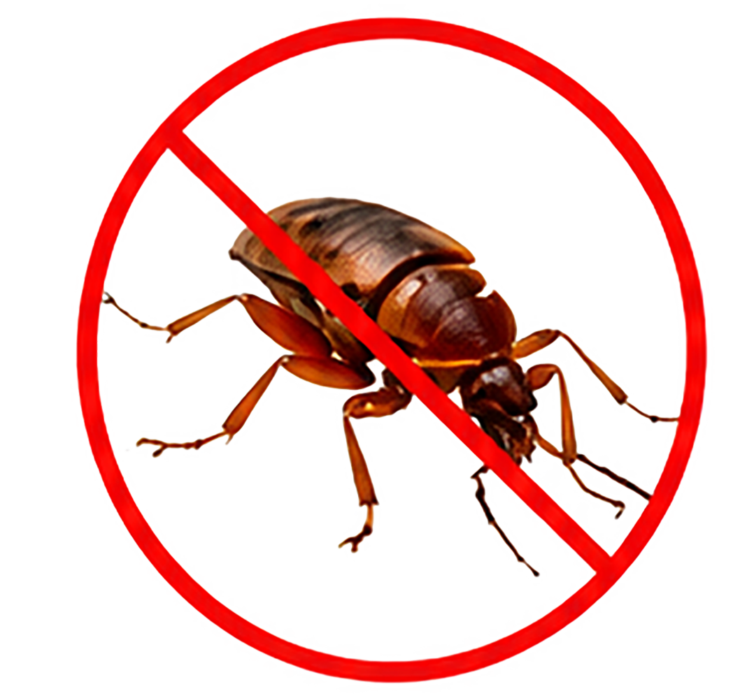 Bed Bugs
