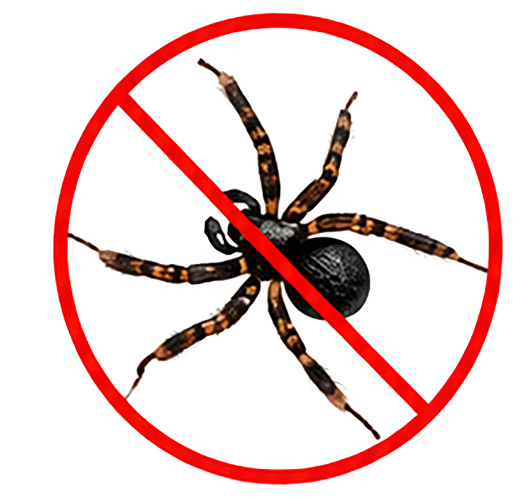 Spiders