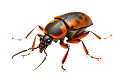 Safe and approved pest treatments